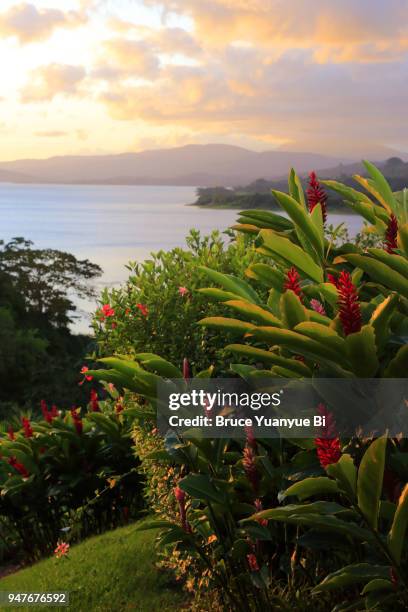 lake arenal with volcano - ginger flower stock pictures, royalty-free photos & images