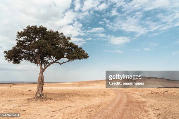lonly acacia tree in very dry savannah against blue sky - afrika landschaft stock-fotos und bilder