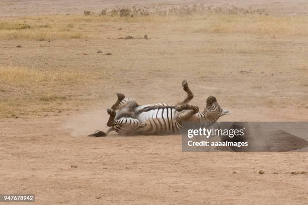 common or plains zebras rolling in dust to kill parasites - zebra lying down stockfoto's en -beelden