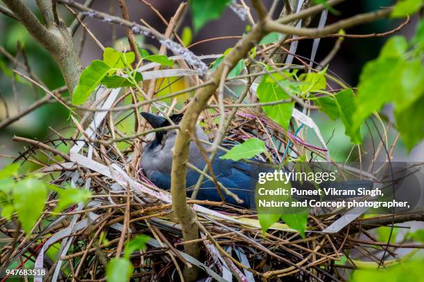 crow using plastic for construction of nest - ravens nest stock pictures, royalty-free photos & images