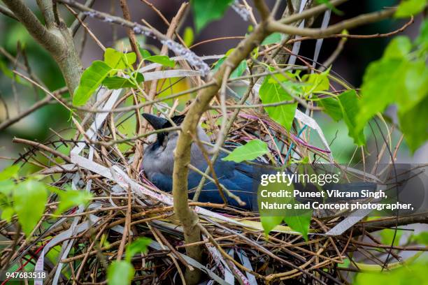 crow using plastic for construction of nest - laying egg stock pictures, royalty-free photos & images