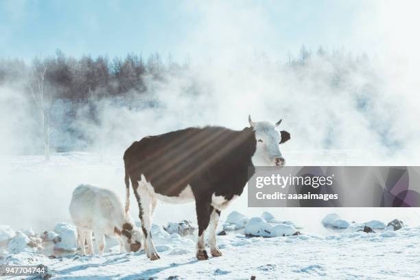 dairy cattles grazing at snow-covered songhua riverbank - cow winter stock pictures, royalty-free photos & images