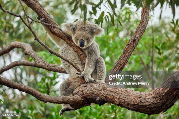 wild koala sleeping in eucalyptus tree, magnetic island - koala eating stock pictures, royalty-free photos & images