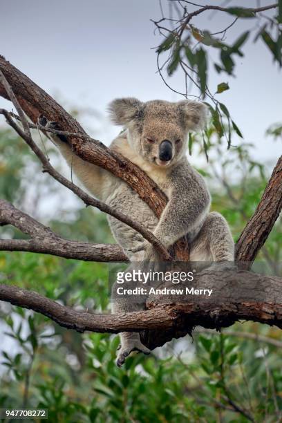wild koala sitting in eucalyptus tree, magnetic island - koala eating stock-fotos und bilder