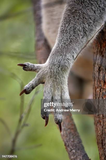 close-up of sharp claws of wild, male koala in eucalyptus tree, magnetic island - animal arm stock pictures, royalty-free photos & images