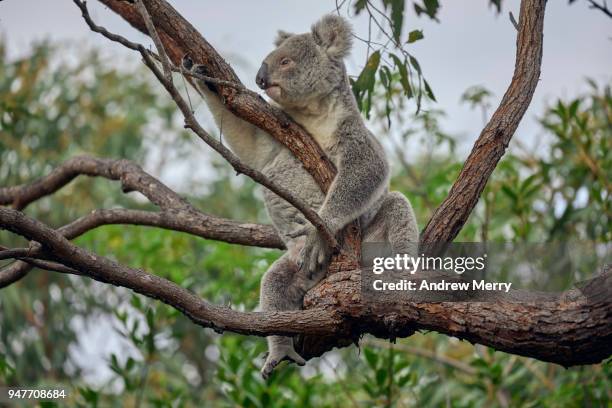 wild koala sitting in eucalyptus tree, magnetic island - kola photos et images de collection