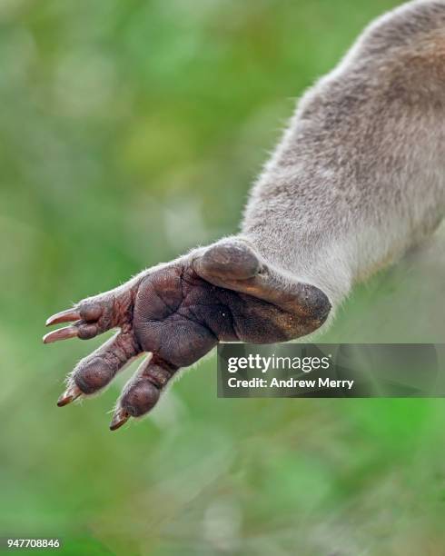 close-up of hind paw with sharp claws. wild koala, magnetic island - koala - fotografias e filmes do acervo