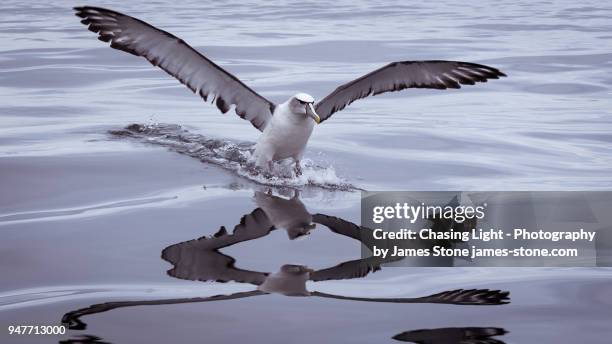 shy albatross landing on water - splashdown stock pictures, royalty-free photos & images