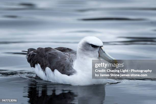 shy albatross sitting on the surface of the water - derwent river stockfoto's en -beelden