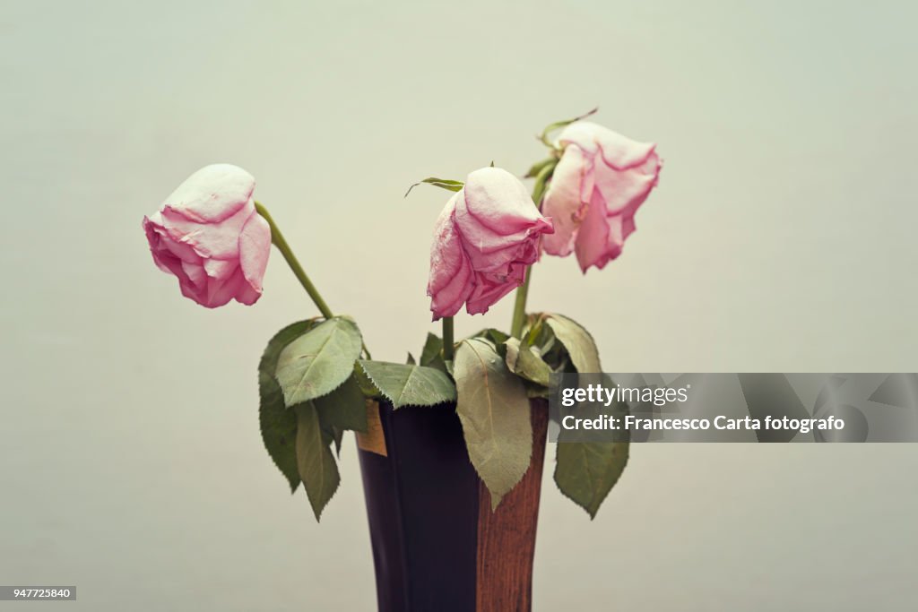Wilting Pink rose