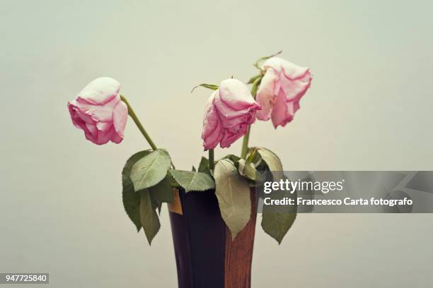 wilting pink rose - muerto fotografías e imágenes de stock