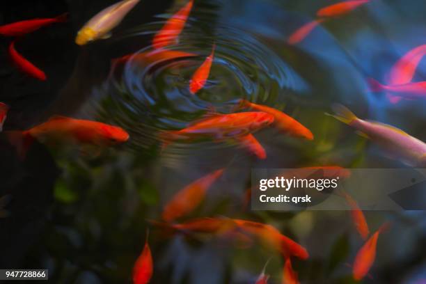 gold fish in the pond - fish pond stock pictures, royalty-free photos & images