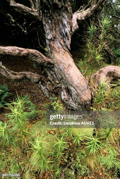 Rata Tree Photos and Premium High Res Pictures - Getty Images