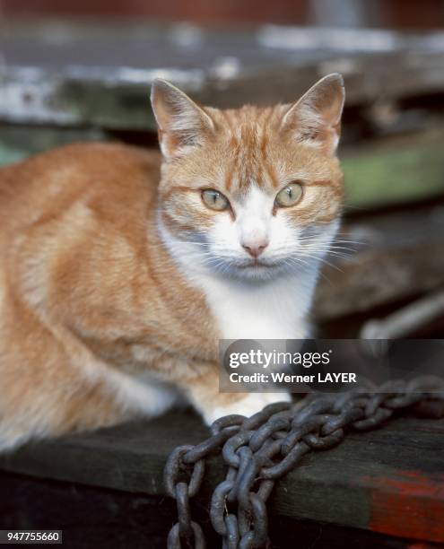 Hauskatze sitzt auf einer Holzkiste.