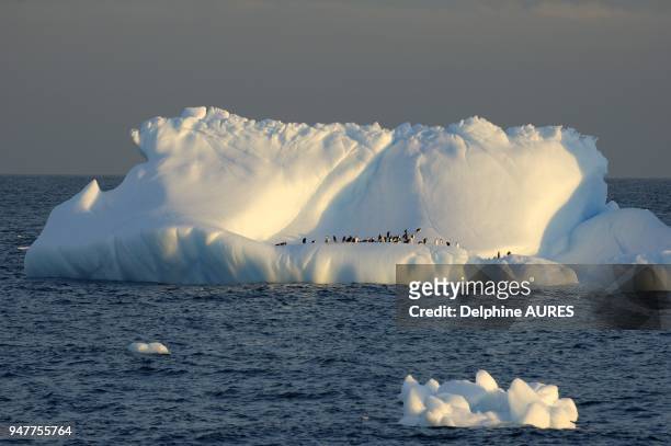 Les manchot a jugulaire peuvent se regrouper par centaines sur les icebergs derivant en mer pendant l ete antarctique.