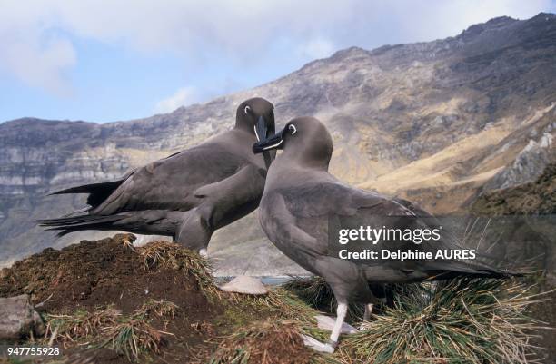 Phoebetria fusca, parade nuptiale de couple ALBATROS FULIGINEUX A DOS SOMBRE, Phoebetria fusca, parade nuptiale de couple.