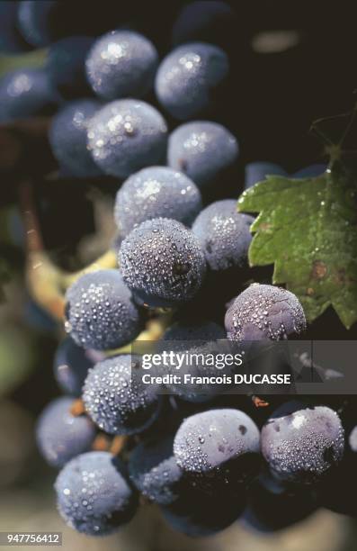 Bunch of grapes Grappe de raisin.