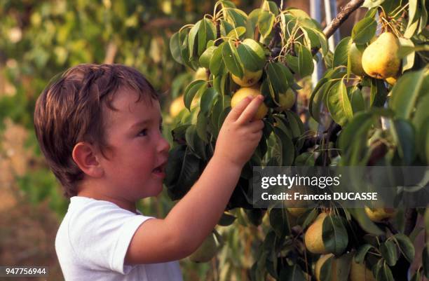 Enfant cueillant des poires.