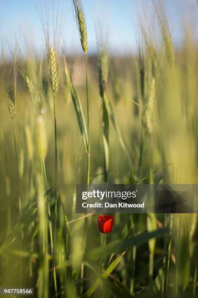 Poppy grows in a field of wheat at the scene where murdered Journalist Daphne Caruana Galizia died on March 10, 2018 near Mosta, Malta. This series...