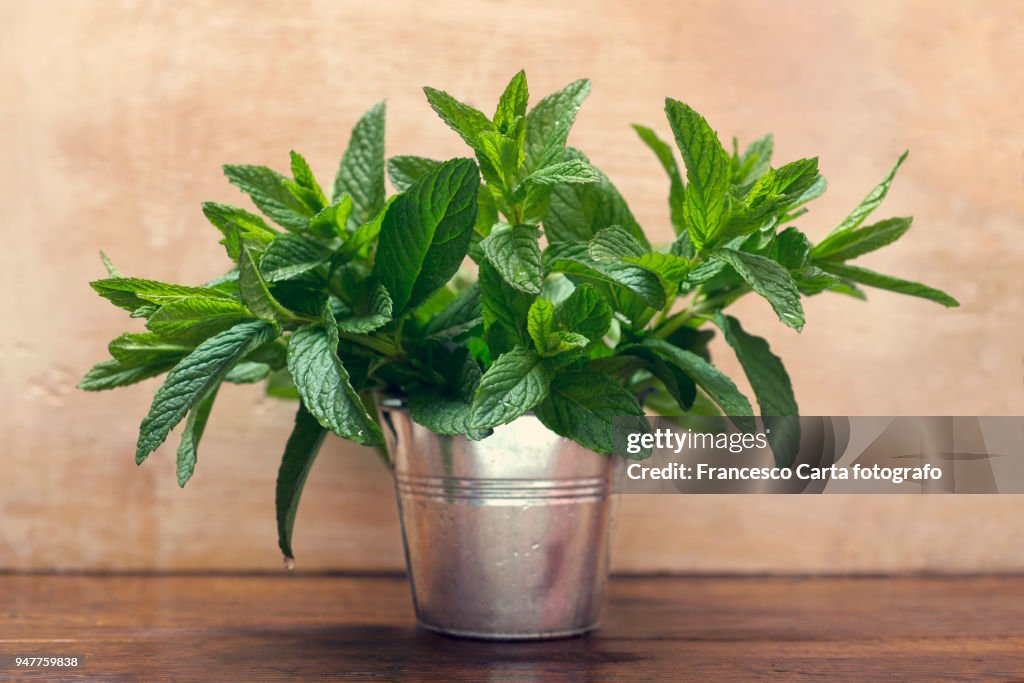 Wild mint