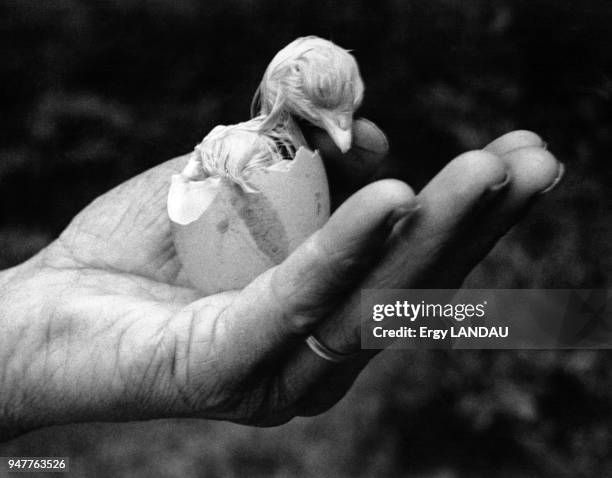 Eclosion d'un oeuf de poule dans une main.