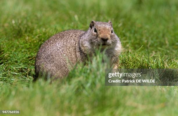 Uinta Ground Squirrel , Parc National du Yellowstone, Wyoming, Amerique du Nord.