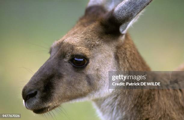 Kangourou gris occidental , Australie.