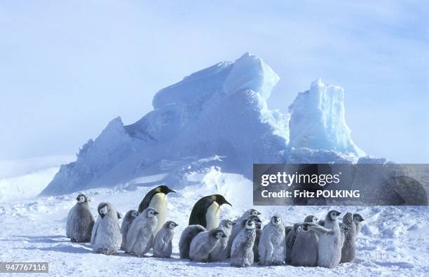 Manchot empereur , Dawson-Lambton Glacier, Mer de Weddell, Antarctique.