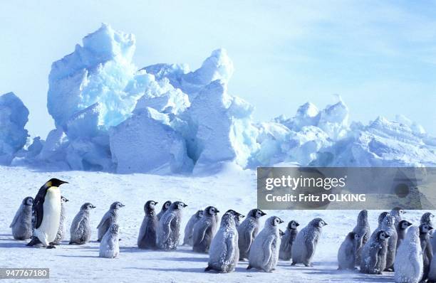 Manchot empereur , Dawson-Lambton Glacier, Mer de Weddell, Antarctique.