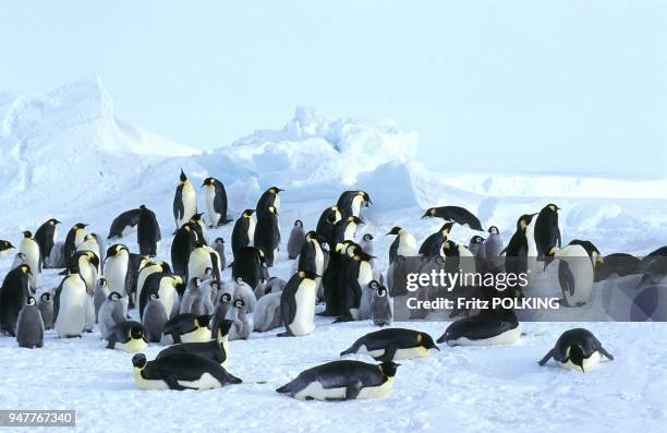 Manchot empereur , Dawson-Lambton Glacier, Mer de Weddell, Antarctique.