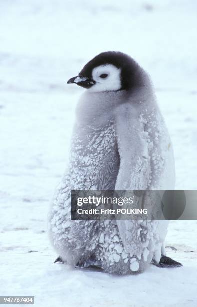 Manchot empereur , Dawson-Lambton Glacier, Mer de Weddell, Antarctique.