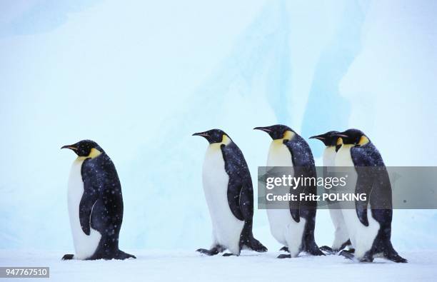 Manchot empereur , Dawson-Lambton Glacier, Mer de Weddell, Antarctique.