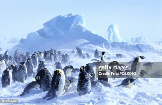 Manchot empereur , Dawson-Lambton Glacier, Mer de Weddell, Antarctique.