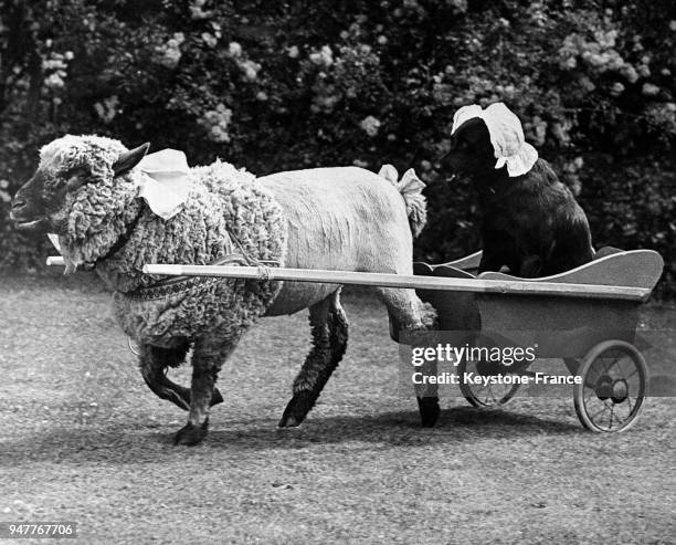 Un chien de berger, coiffé d'un bonnet de dentelle, est confortablement assis dans une poussette tirée par un mouton.