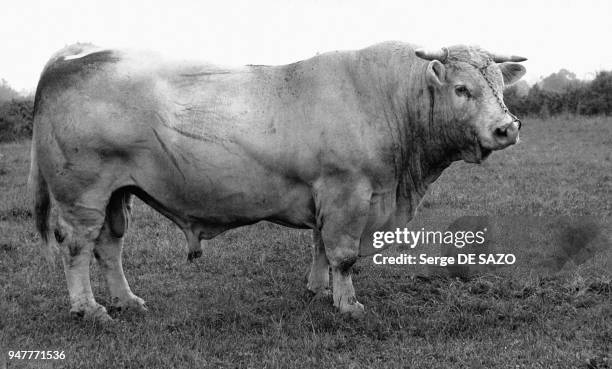 Taureau charolais dans un champ en France.