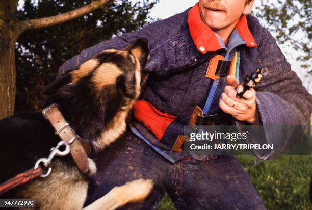 Dressage d'un chien d'attaque berger allemand en France.