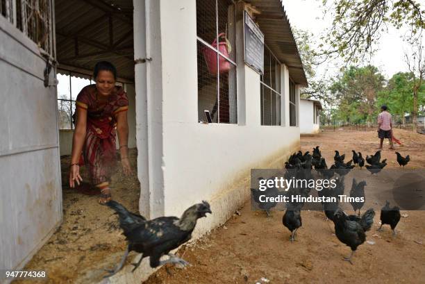 Asmati Arya, 33 is one of nearly 1,500 women raising Kadaknath either individually or as part of the districts are involved in 160 self-help groups...