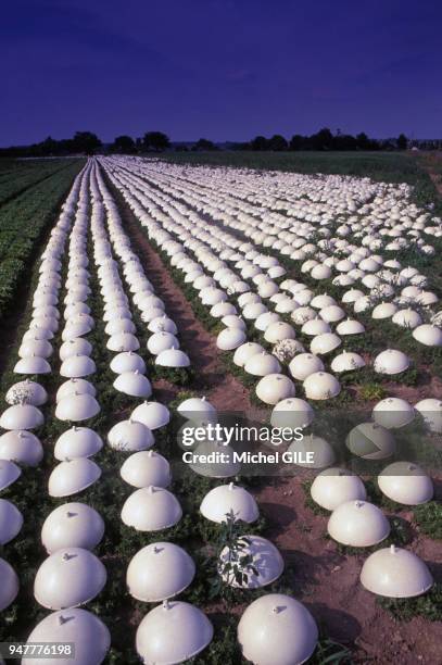 Plantation de salades sous cloches dans la Sarthe, France.