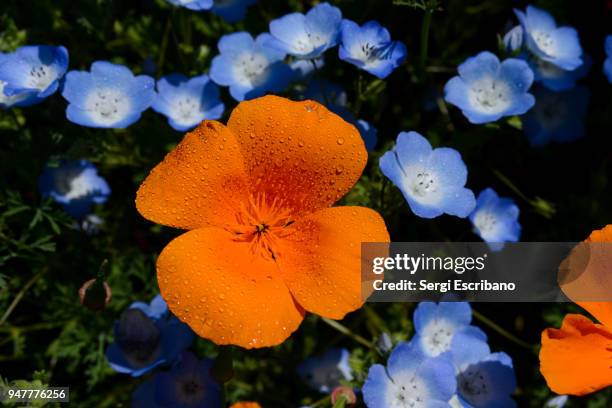 field of flowers baby blue eyes in spring and california poppies (eschscholzia californica) - baby blue eyes stock pictures, royalty-free photos & images