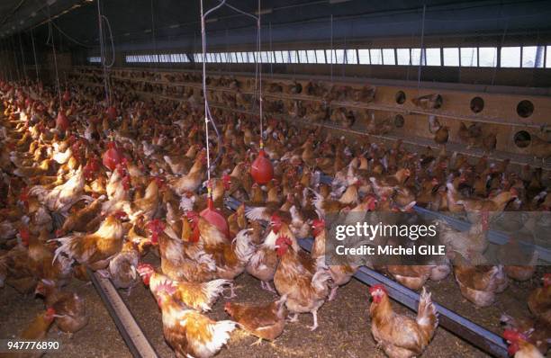 Elevage de poules en batterie dans la Sarthe, France.