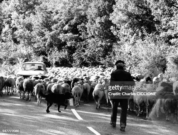 Troupeau de moutons sur une route de montagne en France.