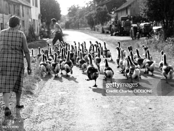 Elevage d'oies dans une ferme en Dordogne, France.