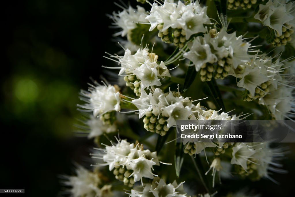 Echium simplex (Tower of jewels) is a herbaceous biennial plant which grows up to 3 m in height