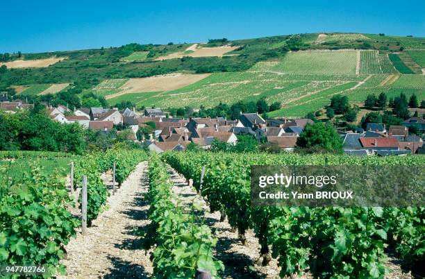 VIGNOBLE SANCERROIS, CHAVIGNOL, CHER, FRANCE.