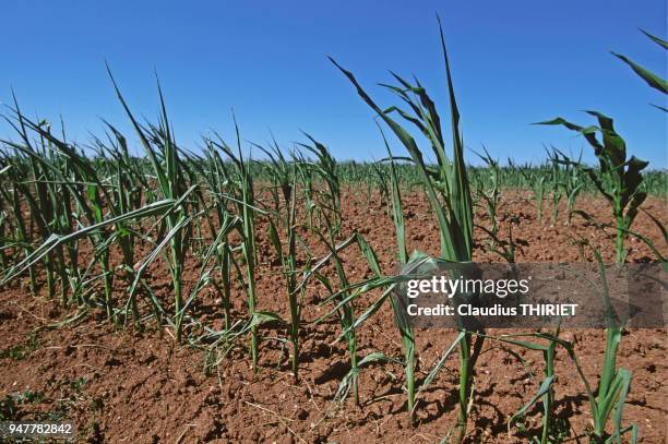 Agriculture. Culture de mais. Plants de mais souffrant de secheresse;AGRICULTURE SOUFFRANCE SECHERESSE RISQUE POTENTIEL PLANT MANQUE D'EAU MAIS...