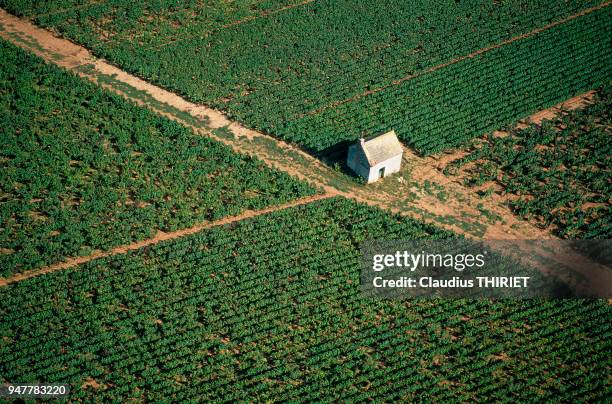 CABANE DANS LE VIGNOBLE NUITS SAINT GEORGES, COTE-D'OR, FRANCE.