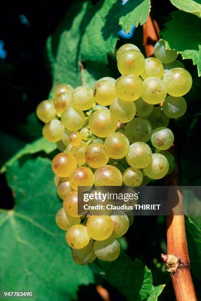 GRAPPE DE RAISIN CHARDONNAY, CHAMPAGNE, FRANCE.