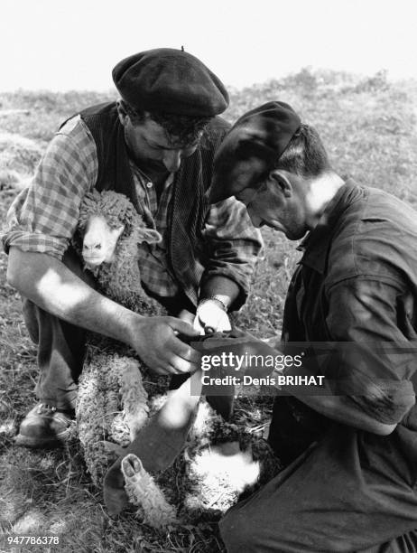 Bergers soignant un agneau blessé, dans le Var, France.