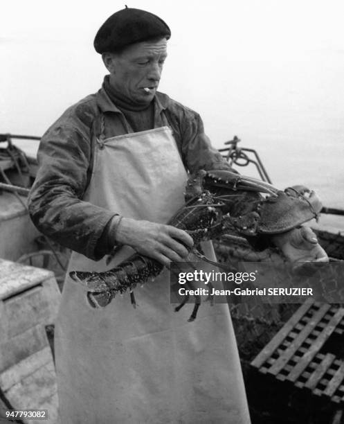 Pêcheur récupérant un homard dans un casier sur l'île d'Ouessant, dans le Finistère, France.