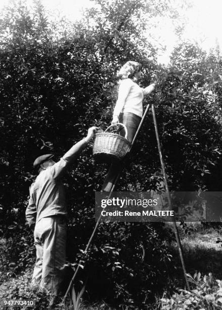 Cueillette des cerises en France.